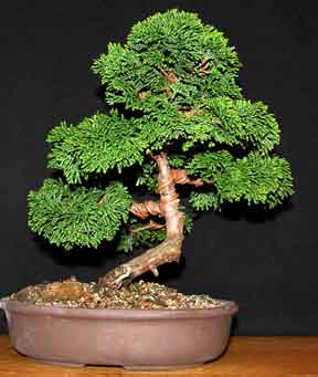 Cupressus Bonsai